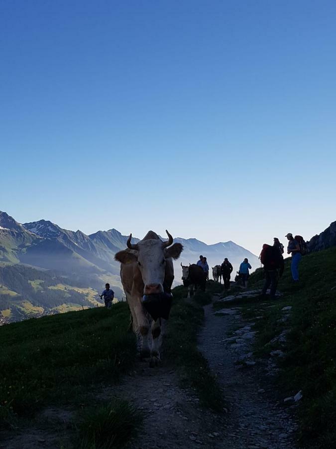 Chalet Aloa Lejlighed Adelboden Eksteriør billede